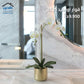 Artificial Orchid Pot